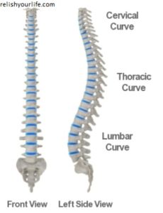 s-curve-spine